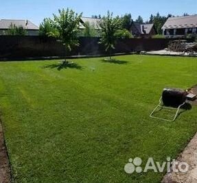 Продажа Рулонного газона