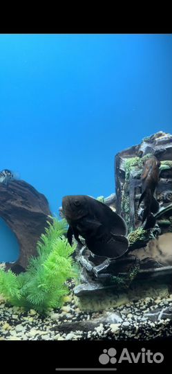 Рыба астронотус тигровый