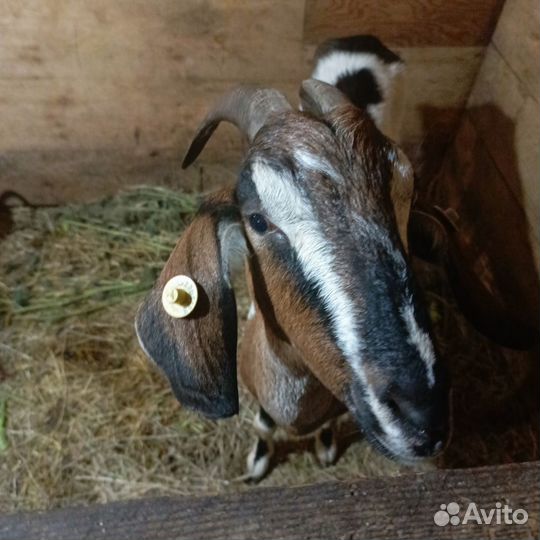 Коза дойная