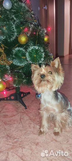 Йоркширский терьер вязка мальчик