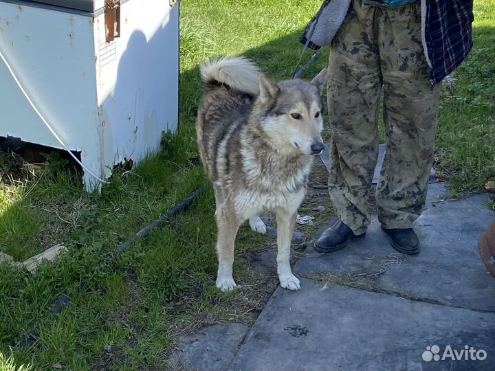 Лайка зсл