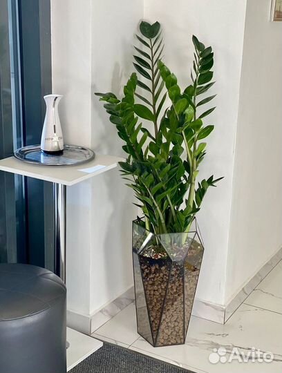 Замиакулькас в кашпо