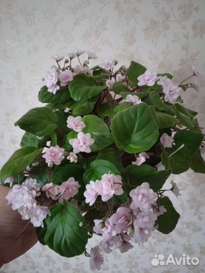 Фиалки сортовые трейлеры