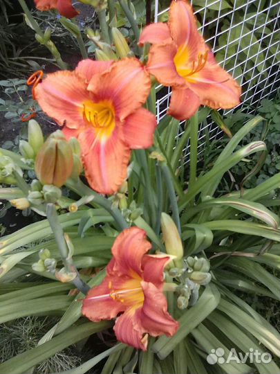 Сортовые лилейники