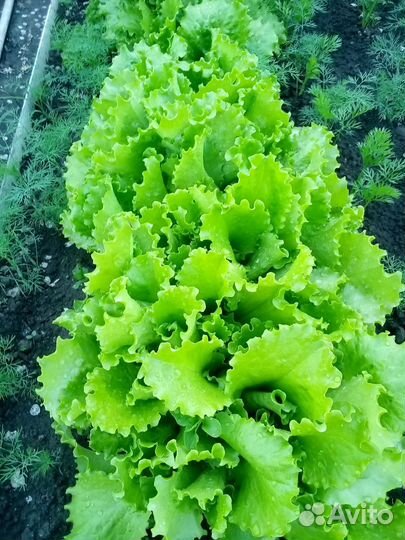 Свежая зелень