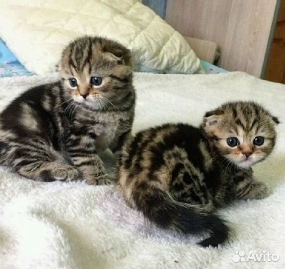 Мраморные вислоухие котята