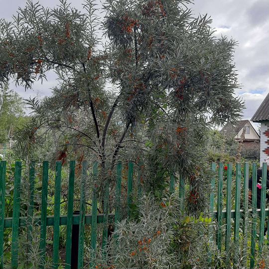 Дача 20 м² на участке 7 сот.