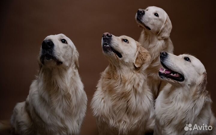 Собаки для фотосессии. Золотистые Ретриверы
