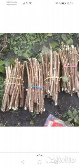 Черенки смородины. облепихи, ежевики, йошты