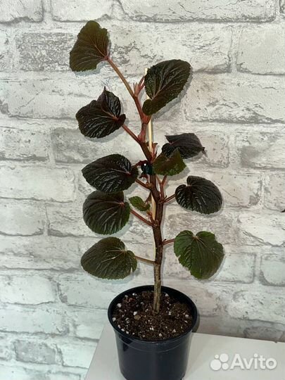 Тростниковая бегония