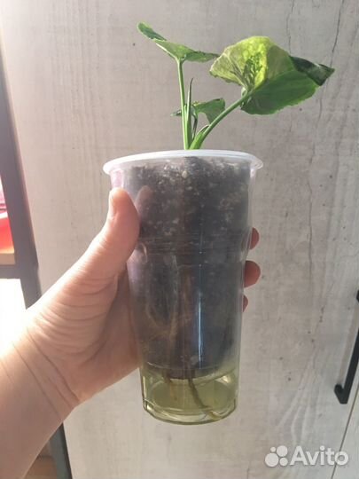 Сингониум яичница