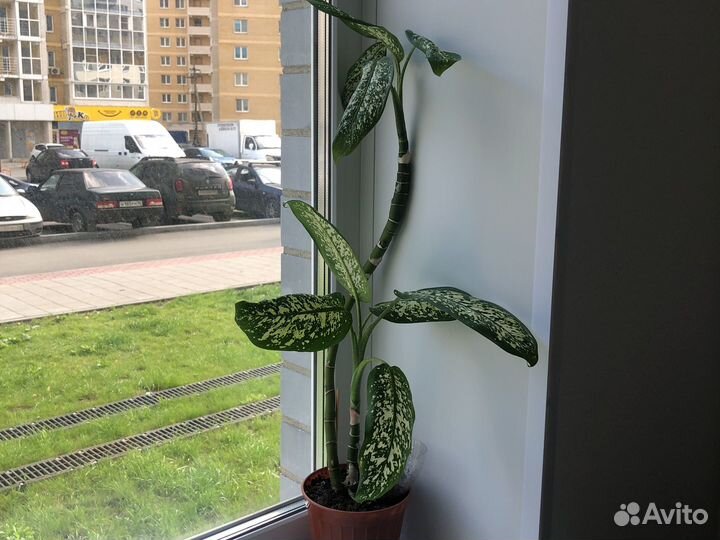 Диффенбахия