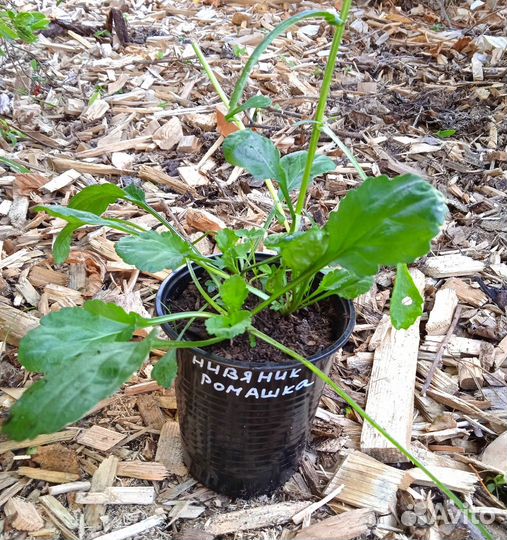 Нивяник обыкновенный ромашка