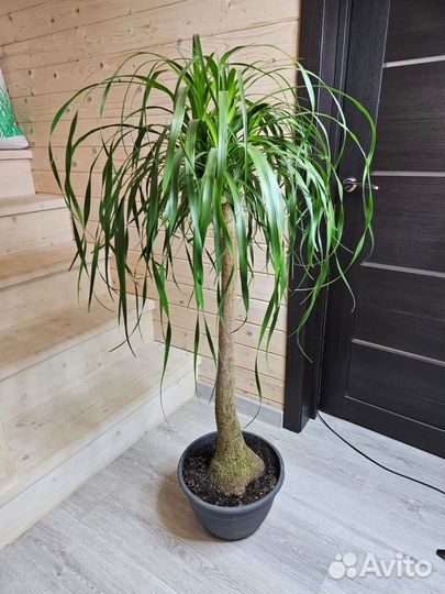 Нолина штамбовая красивая