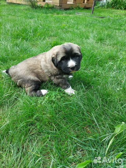 Пиренейская горная собака