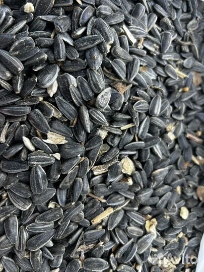 Подсолнечник спк +