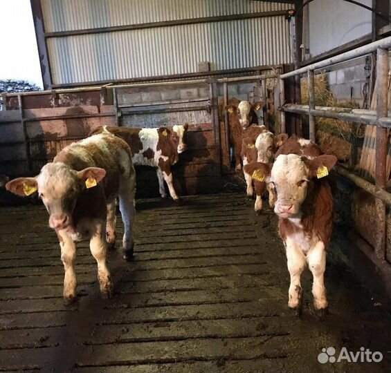 Бычки телята