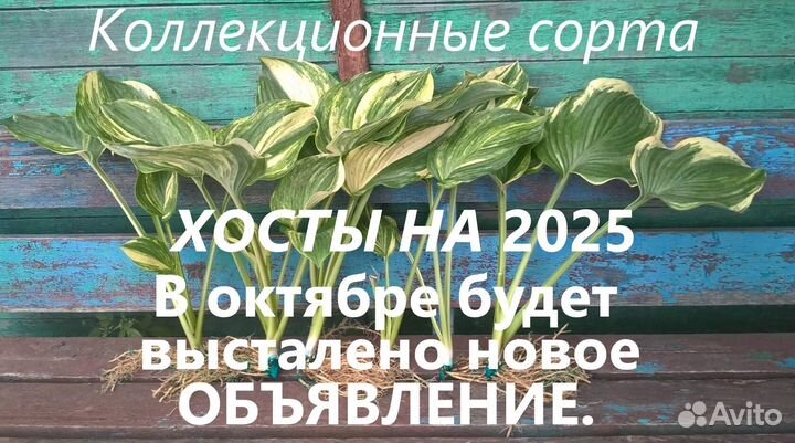 Коллекционные сорта