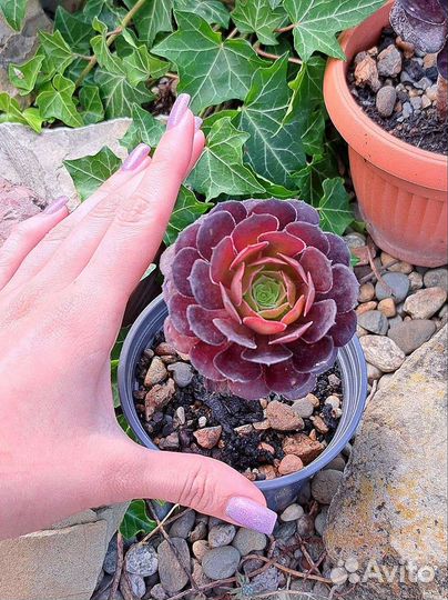 Эониум шварткин