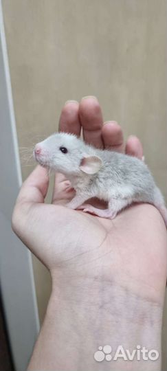 Крысята крысы дамбо рекс хаски