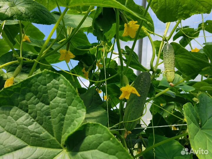 Огурцы свежие домашние