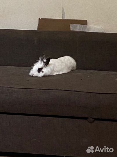 Декоративный кролик в хорошие руки