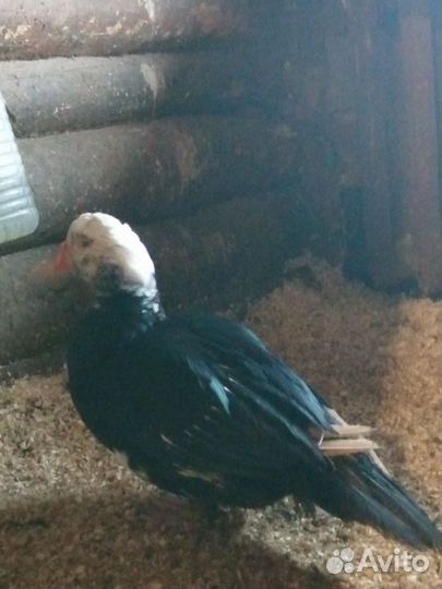 Индоутка мускусная утка