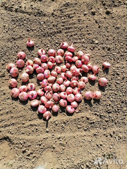 Лук семейный 2023г