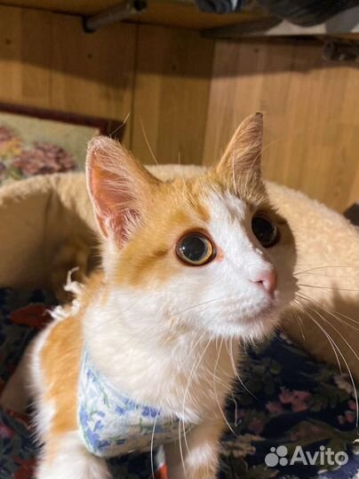 Кошка/котенок в добрые руки