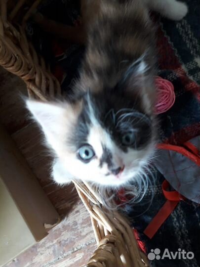 Котятки в дар