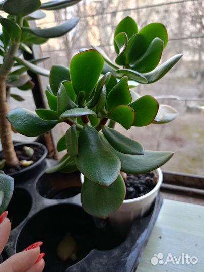 Толстянка крассула