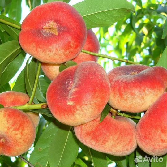 Плодовые деревья в ассортименте