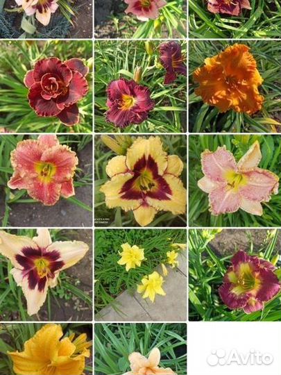 Лилейник 50 сортов