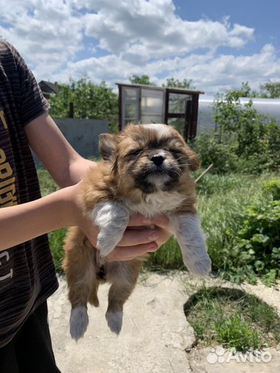 Щенок в добрые руки бесплатно маленькая порода