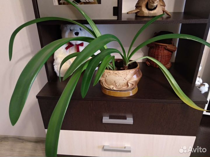 Амариллис сортовой