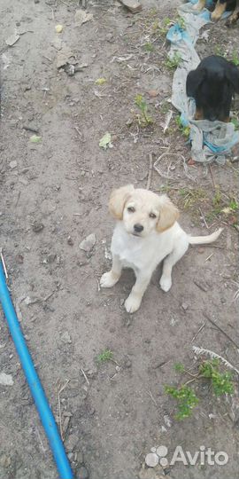 Щенок в добрые руки бесплатно спаниель