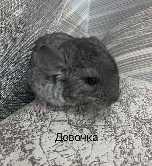 Шиншилла