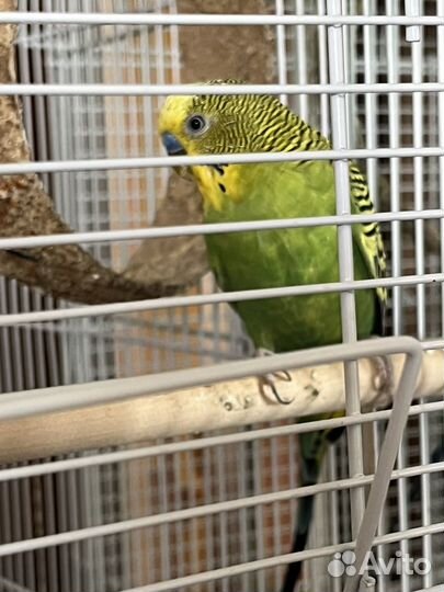 Волнистый попугай с клеткой