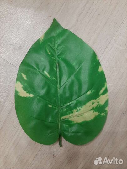 Ветки пальмы