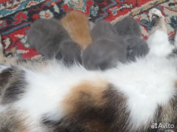 Котята, мальчики и девочки