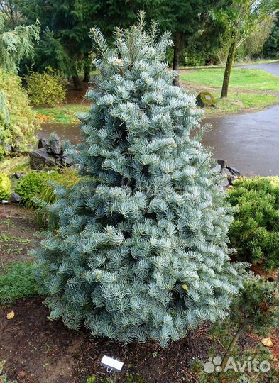 Пихта одноцветная Арчерс Дварф