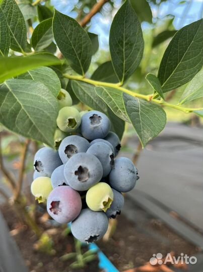 Голубика ягода