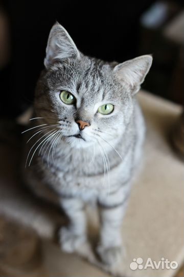 Кот в добрые руки