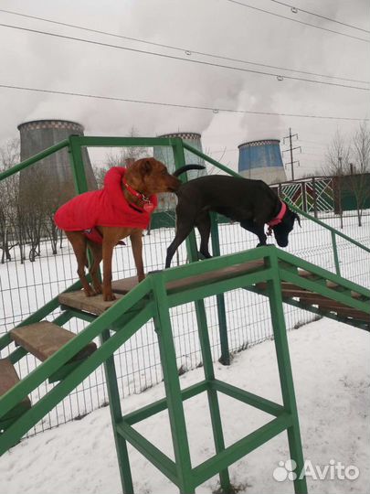 Передержка небольших собак и кошек