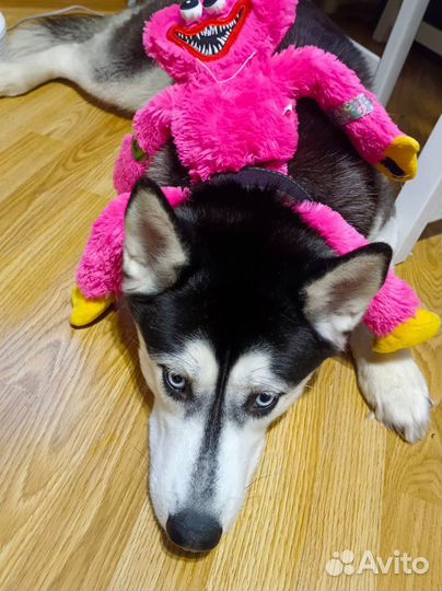 Щенки сибирской хаски