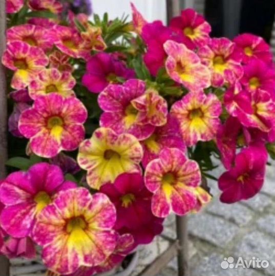 Калибрахоа черенки