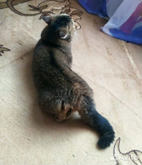 Кот шиншила текированая