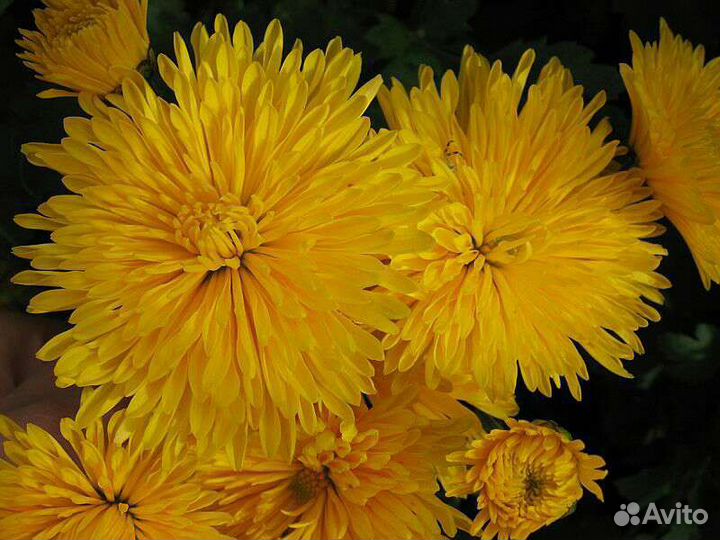 Хризантемы