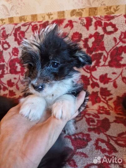 Собака щенки