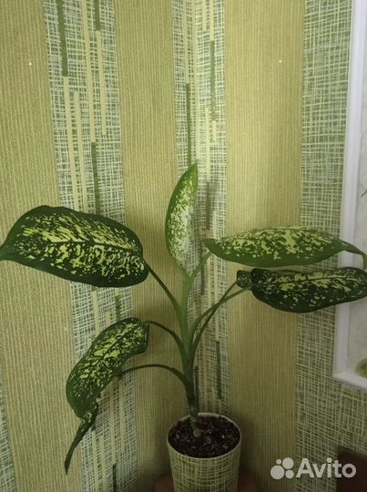 Комнатные цветы